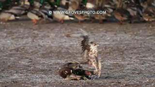 Prairie Falcon takes out a drake mallard [upl. by Amy691]