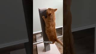 Un gimnasio para gatos 🐱🏋‍♂️ [upl. by Nyrak]