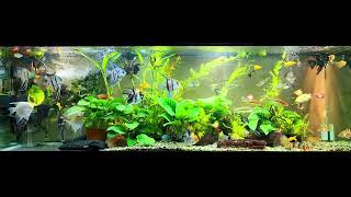 angelfish community aquarium [upl. by Einnhoj]