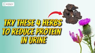 4 Best Herbs To Reduce Protein In Urine  Proteinuria Treatment [upl. by Dnomhcir140]