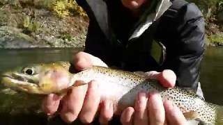 North IdahoOvernight Tenkara Fly Fishing Adventure [upl. by Anomas]