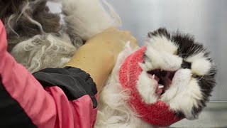 An extreme EMERGENCY situation  Persian Cat [upl. by Ernesta936]