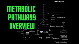 USMLE Step 1  Lesson 54  Metabolic Pathways Overview [upl. by Lehacim]