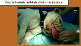 Curso de anestesia inhalatoria veterinaria [upl. by Eizle]