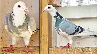 8 NEW PIGEONS  VDB X [upl. by Dugald]