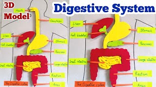 Digestive system 3D model for school projects  human organs system 3D [upl. by Jenkins299]