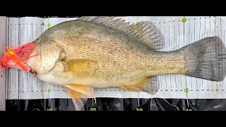 Wimmera spinnerbait comp Horsham yellowbelly fishing [upl. by Redlac]