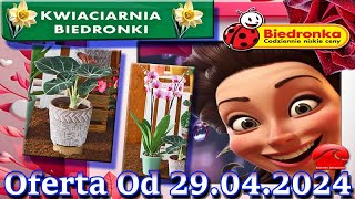 𝐁𝐈𝐄𝐃𝐑𝐎𝐍𝐊𝐀🐞Kwiaciarnia Biedronki Nowa Oferta Od 29042024 Kwiatowe Inspiracje Biedronki Tanie Kwiaty [upl. by Czarra]