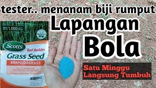 Cara menanam benihbiji rumput agar cepat tumbuh [upl. by Lustick]