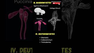 Examples of Fungi Phycomycetes Basidiomycetes Ascomycetes Fungi imperfecti [upl. by Picker]