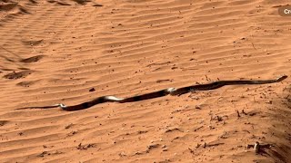 Safari to Birdsville Races 2024 Erabeena 1 Oil WellPoeppel Corner…South Australia [upl. by Nikolia]