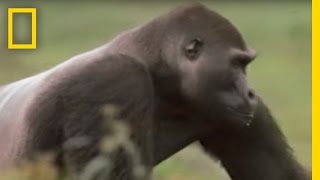 Gorilla vs Gorilla  National Geographic [upl. by Weed839]