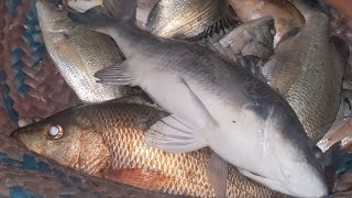 mangrove fishing dhabbo creack karachi Pakistan fishing video Shakeelfishingfun [upl. by Dwaine42]