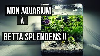 MON AQUARIUM À BETTA SPLENDENSAQUAWORLD [upl. by Trinatte]