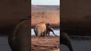 Elephant kills an Impala 🔥 nature wildlife hunting animals naturelover elephant brutal [upl. by Amandi]