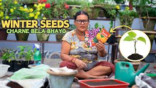 Plant Winter Flower Seeds in September for Early Winter Flowers I Pabitra Garden [upl. by Cacie]