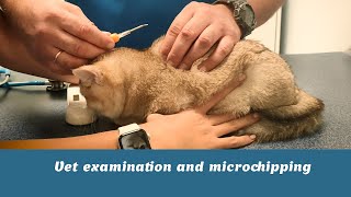 British shorthair kitten at vet clinic  Microchipping a kitty [upl. by Eecak]