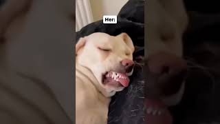 How She Sleeps 😂😂😂funny talkinganimal pet comedy akrobeto laughing [upl. by Luemas5]