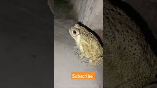 Fearless frog 🐸song funny wildsong viralshorts bollywood music [upl. by Jonis]