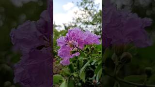 Pink Lagerstroemia indica [upl. by Ettedo]