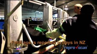 Using ReproScan in Rotary Milking Sheds [upl. by Arimak177]