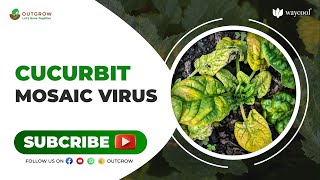 Want to know how to cure cucurbit mosaic virus [upl. by Guntar5]