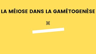 La méiose dans la gamétogenèse [upl. by Ellenuahs]