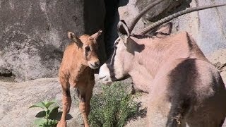 Mexique rare naissance dun Oryx gazelle au zoo de Mexico [upl. by Enak]