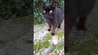 Black cat meowing Lets share to amuse friends Cats life cat cats [upl. by Kassey]