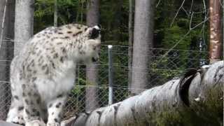 Milla panthère des neiges au Zoo de Servion [upl. by Almena323]