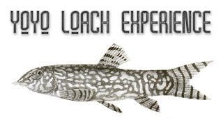 YoYo Loaches  My Experience Keeping [upl. by Boonie]