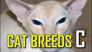 CAT BREEDS  List of cat breeds that start with C [upl. by Eliath]