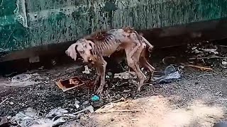 A scrawny stray dog Found by rescuers Amazing Transformation [upl. by Ysor]