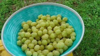 Making a Star Gooseberry Drink  Video [upl. by Fredel774]