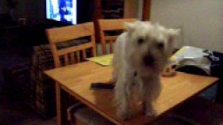 Westie Dog stuck on table [upl. by Ardnas]