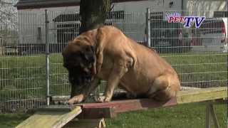 Mastiff Informationen zur Rasse [upl. by Winfred]