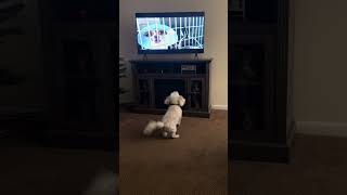 Suzy doesn’t like other dogs barking on the TV dog funny barking [upl. by Crean755]