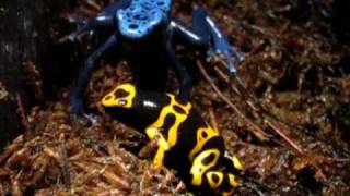 YellowBanded Poison Dart Frog at the Tennessee Aquarium [upl. by Whatley682]