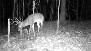 11 pont buck in taliaferro county georgia [upl. by Berga770]