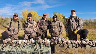 TEAL LIMITS on a Lake  Reservoir Duck Hunting [upl. by Nwadal]