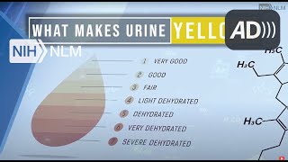 The Enzyme That Makes Urine Yellow Audio Described Version [upl. by Assillim]