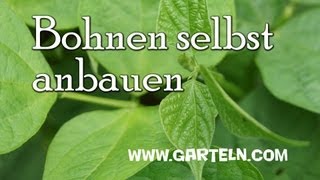 Buschbohnen bzw Fisolen im Garten selbst anbauen [upl. by Jesus]