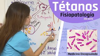 Patogenia del Tétanos  fisiopatología del Clostridium tetani 2da parte [upl. by Goles714]