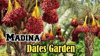 Madina dates Garden Madinah khajoor ka baghMadina dates farm dates [upl. by Mistrot]