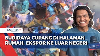 Budidaya Cupang di Halaman Rumah hingga Ekspor ke Luar Negeri [upl. by Aiket]