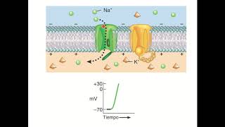 Despolarización [upl. by Neetsirhc159]
