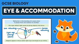 Eye Function Accommodation  GCSE Biology [upl. by Enirhtak]