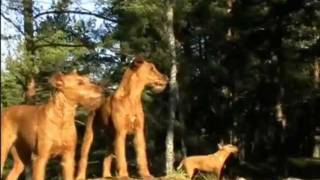 Hangerbell Kennel presents Irish Terrier [upl. by Vernen39]