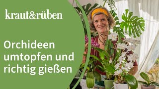 Orchideen umtopfen  Zeitpunkt bestimmen amp Wurzeln richtig zurückschneiden [upl. by Noslen]