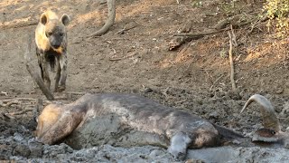 Hyena Finds Buffalo Alive amp Stuck in Mud [upl. by Yknarf]